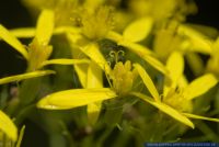 Senecio ovatus ssp. alpestris,Alpen-Fuchs-Greiskraut,Alpine Wood Ragwort