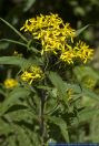 Senecio ovatus ssp. alpestris,Alpen-Fuchs-Greiskraut,Alpine Wood Ragwort