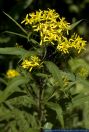 Senecio ovatus ssp. alpestris,Alpen-Fuchs-Greiskraut,Alpine Wood Ragwort