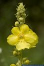 Verbascum phlomoides,Windblumen-Koenigskerze,Mullein,Orange mullein