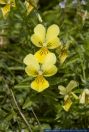 Viola lutea,Gelbes Alpenstiefmütterchen,Vogesenveilchen,Mountain Pansy