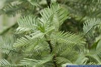 Wollemia nobilis,Wollemi Kiefer,Wollemie,Wollemi Pine
