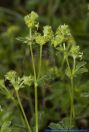 Alchemilla alpina,Alpen-Frauenmantel,Alpen-Sinau,Silbermantel,Alpine Lady's Mantle