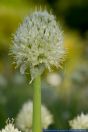 Allium fistulosum,Winterheckenzwiebel,Green onion