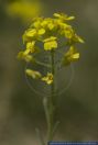 Alyssum montanum ssp. gmelinii,Sand-Steinkraut,Creeping Basket of Gold