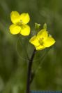 Diplotaxis tenuifolia,Schmalblaettriger Doppelsame,Wilder Ruccola,Perennial wallrocket, Sandrocket