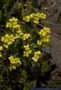 Draba bruniifolia,Felsenbluemchen,Rock draba