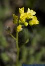 Draba oxycarpa,Felsenbluemchen,Rock draba