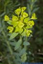 Euphorbia seguierana,Steppen-Wolfsmilch,Seguier's Spurge