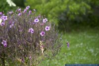 Geranium maderense,Madeira Storchenschnabel,Madiera Cranesbill