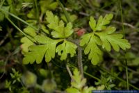 Geranium purpureum,Purpur-Storchschnabel,Little Robin
