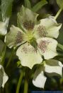 PFFT8515 Helleborus orientalis White spotted lady<br>