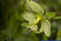 Helleborus viridis,Gruene Nieswurz,Green Hellebore