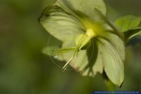 Helleborus viridis,Gruene Nieswurz,Green Hellebore