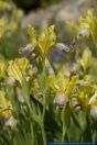 Iris variegata()
