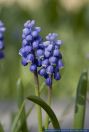 PFFT8637 Muscari botryoides?<br>