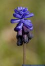 Muscari latifolium,Zweifarbige Traubenhyazinthe,Grape hyacinth