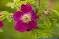 Rosa pendulina,Gebirgs-Rose,Mountain rose