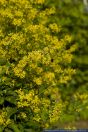 Sisymbrium strictissimum,Steife Rauke,Perennial Rocket