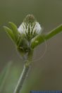 Trifolium montanum,Berg-Klee,Mountain Clover