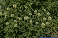 Trifolium pannonicum,Pannonischer Klee,Hungarian Clover