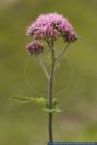 Adenostyles alliariae,Grauer Alpendost,Common Adenostyles