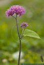 Adenostyles alliariae,Grauer Alpendost,Common Adenostyles