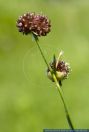Allium scorodoprasum ssp. scorodoprasum,Schlangen-Lauch,Sand Leek