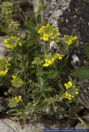 Alyssum ovirense,Obir-Steinkraut,Alpen-Steinkraut,Madwort