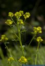 Barbarea vulgaris,Echte Winterkresse,Garden yellowrocket