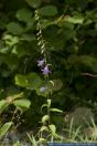 Campanula rapunculoides,Acker-Glockenblume,Creeping Bellflower