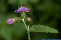 Carduus crispus,Krause Distel,Welted Thistle