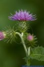 Carduus crispus,Krause Distel,Welted Thistle