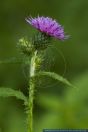 Carduus crispus,Krause Distel,Welted Thistle