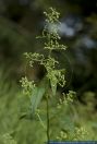 Chenopodium hybridum,Unechter Gaensefuss,Bastard Gaensefuss,Stechapfel Gaensefuss,Maple-leaved goosefoot