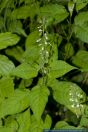 Circaea lutetiana,Grosses Hexenkraut,Enchanter's nightshade,broadleaf enchanter's nightshade