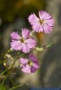 Dianthus sylvestris