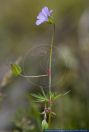 Geranium columbinum,Tauben-Storchschnabel,Longstalk cranesbill
