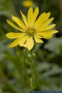 Heliopsis helianthoides var. Scabra,Garten Sonnenauge,False Sunflower