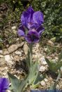 Iris lutescens,Thyrrenische Zwerg-Iris,Gelbliche Schwertlilie,Dwarf Bearded Iris