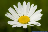 Leucanthemum ircutianum,Fettwiesen-Margerite,Wiesen-Wucherblume,Common Ox-Eye Daisy