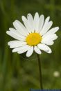 Leucanthemum ircutianum,Fettwiesen-Margerite,Wiesen-Wucherblume,Common Ox-Eye Daisy