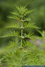 Lycopus exaltatus,Hoher Wolfstrapp,Great Gipsywort