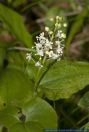 Maianthemum bifolium,Schattenbluemchen,May Lily