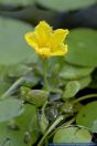 Nymphoides peltata,Seekanne,Yellow floating heart,Fringed Water Lily