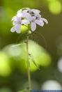 Dentaria bulbifera, Zwiebel-Zahnwurz, Coralroot  