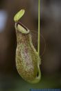 Nepenthes smilesii, Kannenpflanze,Fleischfressende Pflanze, Carnivorous Plant, Nepenthes  