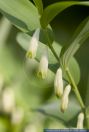 Polygonatum odoratum, Salomonssiegel, falsches Maigloeckchen, Weisswurz,Wohlriechende Weisswurz, Solomon's Seal  