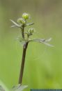 Ranunculus acris, Scharfer Hahnenfuss, Common Buttercup  