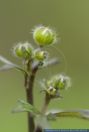 Ranunculus acris, Scharfer Hahnenfuss, Common Buttercup  
